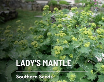 Lady's Mantle (Irish Silk) - 50 Seeds - Heirloom Flower - Culinary & Medicinal Herbs (Alchemilla mollis)