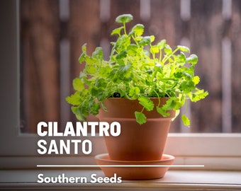Cilantro, Santo (Coriander) - 100 Seeds - Heirloom Culinary & Medicinal Herb - Slow Bolting - Non-GMO (Coriandrum sativum