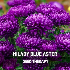 Milady Blue Dwarf Aster Seeds – Compact Heirloom, Fluffy Blue Flowers, Easy to Grow, Perfect for Pots | 50 Seeds