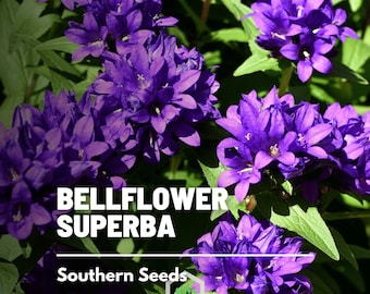 Bellflower, Superba - 50 Seeds - Heirloom Flower - Showy Blooms (Campanula glomerata)