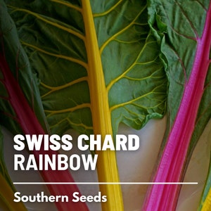 Swiss Chard, Rainbow - 100 Seeds - Heirloom Vegetable, Multiple Colored, Open Pollinated, Non-GMO, Easy to Grow (Beta vulgaris)