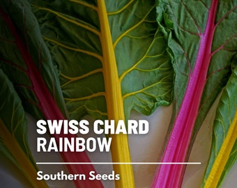 Swiss Chard, Rainbow - 100 Seeds - Heirloom Vegetable, Multiple Colored, Open Pollinated, Non-GMO, Easy to Grow (Beta vulgaris)