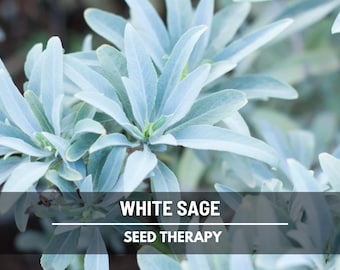 White Sage Seeds – Heirloom, Sacred Smudging Plant, Medicinal Herb, Non-GMO, Spiritual Cleansing, Easy to Grow | 50 Seeds