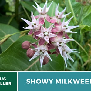 May include: A close-up of a cluster of pink and white showy milkweed flowers. The flowers have five petals each and are arranged in a circular pattern. The flowers are surrounded by green leaves.