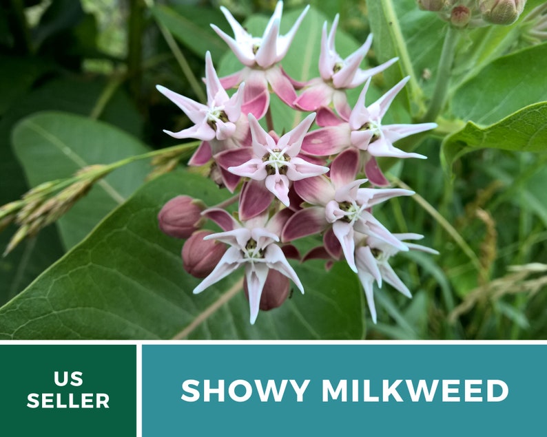 May include: A close-up of a cluster of pink and white showy milkweed flowers. The flowers have five petals each and are arranged in a circular pattern. The flowers are surrounded by green leaves.