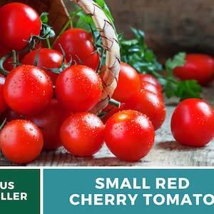 Tomato, Small Red Cherry 100 Seeds Heirloom Vegetable, Indeterminate Plant, Sweet Cherry Tomatoes Lycopersicon esculentum image 3