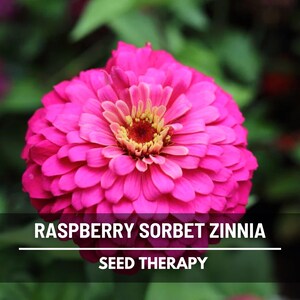 Op de afbeelding: Een close-up van een levendige roze Raspberry Sorbet Zinnia bloem met een gele kern. De bloem heeft meerdere lagen bloemblaadjes. De afbeelding bevat de tekst "Raspberry Sorbet Zinnia" en "Seed Therapy".