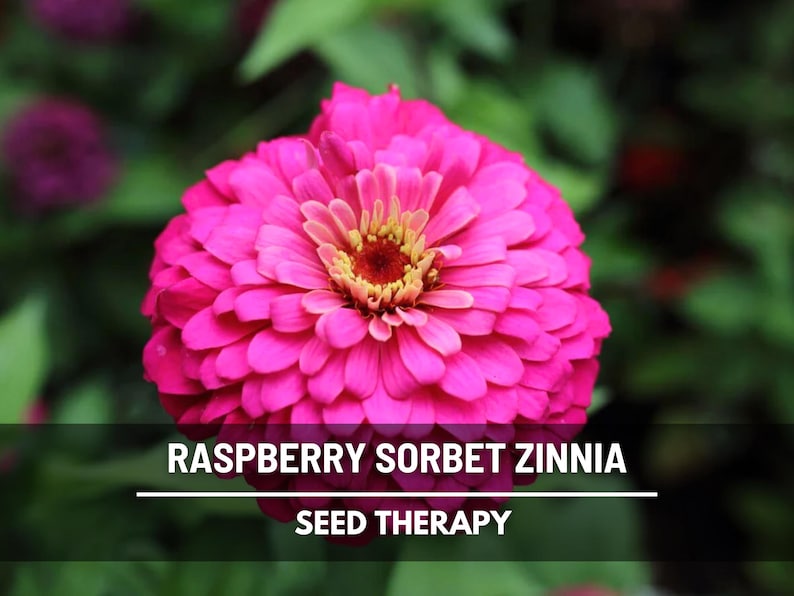 Op de afbeelding: Een close-up van een levendige roze Raspberry Sorbet Zinnia bloem met een gele kern. De bloem heeft meerdere lagen bloemblaadjes. De afbeelding bevat de tekst "Raspberry Sorbet Zinnia" en "Seed Therapy".