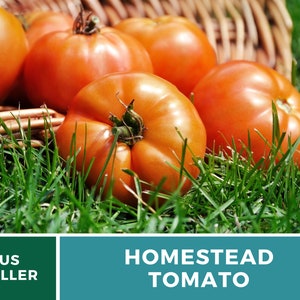 Pu&ograve; includere: Un cesto di pomodori rossi maturi che si riversano sull'erba verde. I pomodori sono grandi e hanno una consistenza leggermente irregolare. Il testo "HOMESTEAD TOMATO" &egrave; visualizzato su uno sfondo verde acqua.