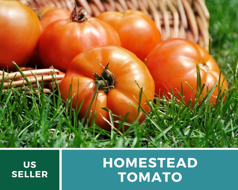 Pu&ograve; includere: Un cesto di pomodori rossi maturi che si riversano sull'erba verde. I pomodori sono grandi e hanno una consistenza leggermente irregolare. Il testo "HOMESTEAD TOMATO" &egrave; visualizzato su uno sfondo verde acqua.