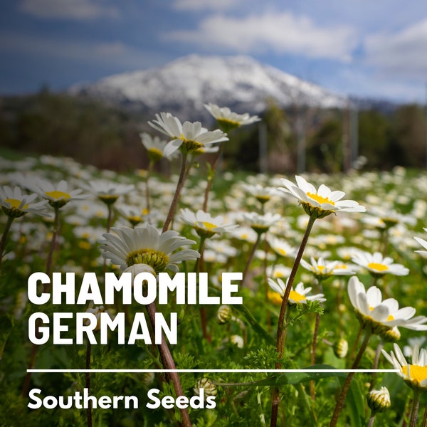 Chamomile, German - 200 Seeds - Heirloom Medicinal & Culinary Herb - Non-GMO (Matricaria chamomilla)