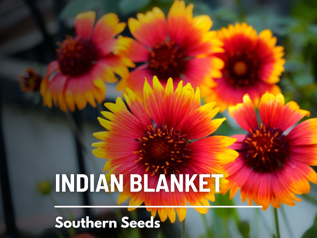 Texas Grown Blanket Texas Grown Blanket