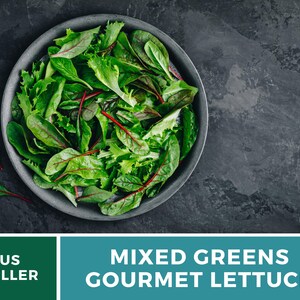 May include: A top-down shot of a gray bowl filled with mixed greens and gourmet lettuce. The greens are a vibrant mix of green and red, with various leaf shapes and textures. The bowl sits on a dark gray, textured surface. The text "MIXED GREENS GOURMET LETTUCE" is displayed.