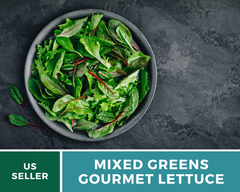 May include: A top-down shot of a gray bowl filled with mixed greens and gourmet lettuce. The greens are a vibrant mix of green and red, with various leaf shapes and textures. The bowl sits on a dark gray, textured surface. The text "MIXED GREENS GOURMET LETTUCE" is displayed.