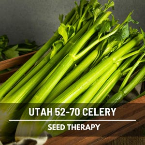 Utah 52‑70 Celery Seeds – Heirloom Self‑Blanching & Non‑GMO, Open Pollinated Tall Utah Variety | 300 Seeds