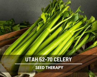 Utah 52-70 Celery Seeds, Tall Stringless Green Stalk Celery, Reliable High Yield, Heirloom, 300 Seeds