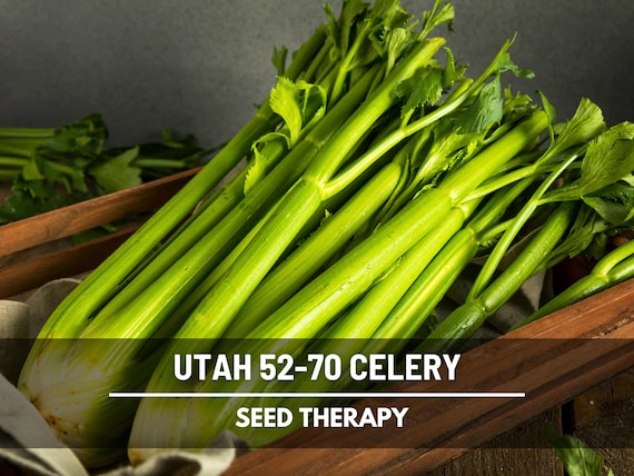 Utah 52-70 Celery Seeds – Heirloom, Non-GMO (300 Seeds)