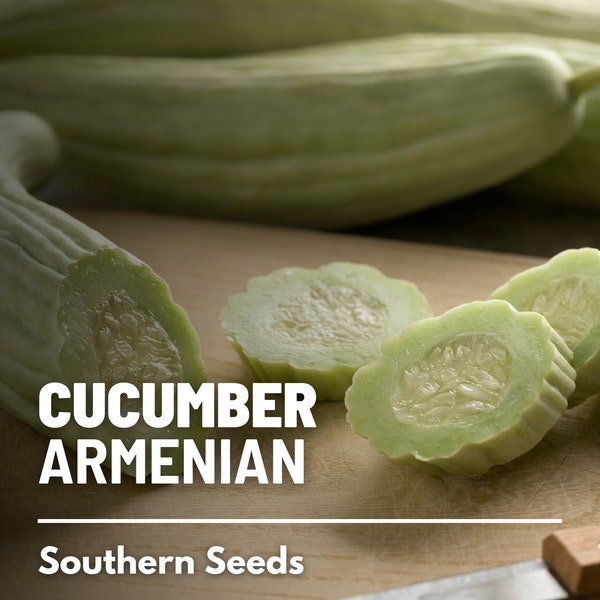 Cucumber, Armenian Yard-long - 30 Seeds - Heirloom Vegetable - Open Pollinated - Non-GMO (Cucumis sativus)