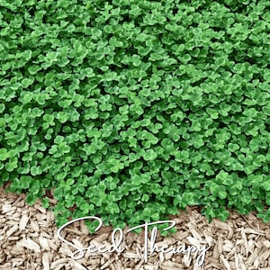 May include: A dense patch of vibrant green clover leaves covering the upper portion of the frame, with a layer of light brown wood mulch visible at the bottom. The white cursive text Seed Therapy is overlaid across the mulch section.