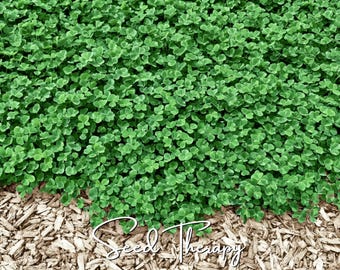 Micro Clover (Mini Clover) Seeds – Perennial Lawn Alternative, White Clover, Grass Supplement and Landscaping | 10,000 Seeds