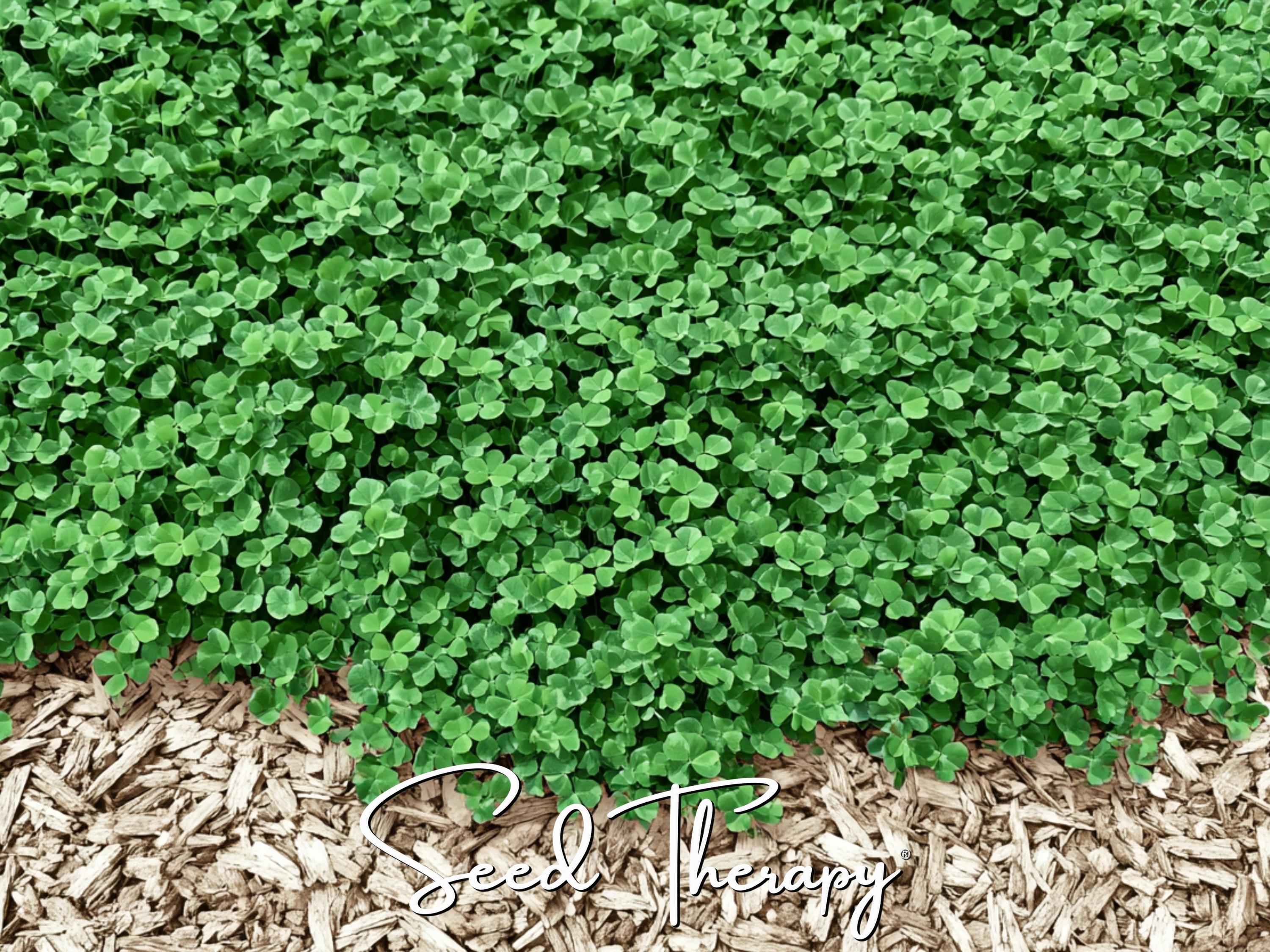 Micro Clover (Mini Clover) Seeds – Perennial Lawn Alternative, White Clover, Grass Supplement and Landscaping | 10,000 Seeds