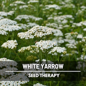 White Yarrow Seeds – Best Seller! Heirloom Medicinal Herb, Pollinator Friendly, Non-GMO, Easy to Grow | 100 Seeds