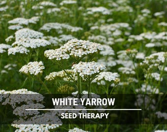 White Yarrow Seeds – Best Seller! Heirloom Medicinal Herb, Pollinator Friendly, Non-GMO, Easy to Grow | 100 Seeds