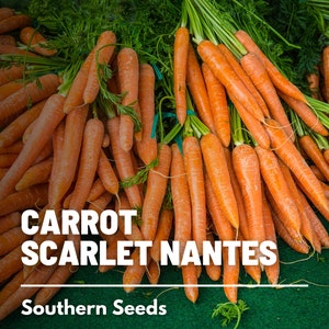 Carrot, Scarlet Nantes - 250 Seeds - Heirloom Vegetable - Open Pollinated - Non-GMO (Daucus carota)