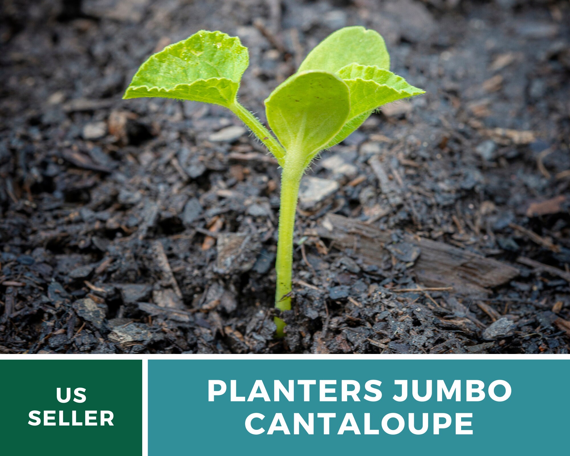 Melon Planter's Jumbo Cantaloupe Heirloom Seeds Non Etsy