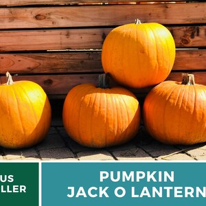 May include: Four orange pumpkins stacked on top of each other in front of a wooden fence. The pumpkins are ready to be carved into jack-o'-lanterns for Halloween.