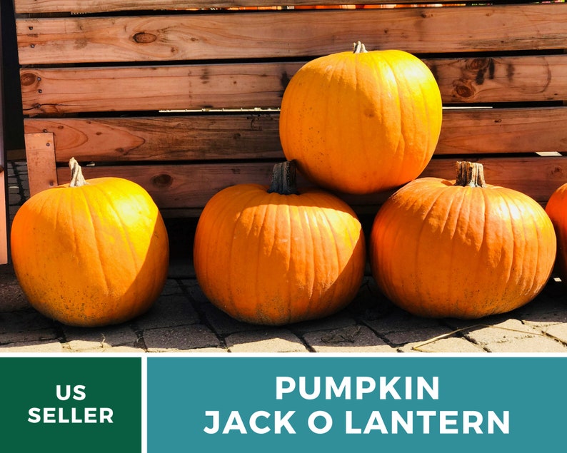 May include: Four orange pumpkins stacked on top of each other in front of a wooden fence. The pumpkins are ready to be carved into jack-o'-lanterns for Halloween.