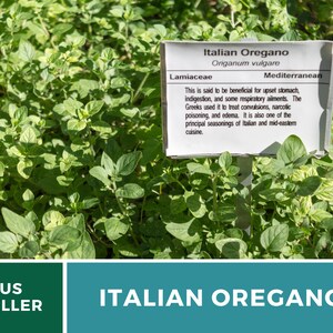 K&ouml;nnte beinhalten: Nahaufnahme einer gr&uuml;nen Pflanze mit einem wei&szlig;en Schild, auf dem steht: "Italienischer Oregano Origanum vulgare Lippenbl&uuml;tler Mittelmeer Es wird gesagt, dass er bei Magenverstimmungen, Verdauungsst&ouml;rungen und einigen Atemwegserkrankungen hilfreich ist. Die Griechen verwendeten ihn zur Behandlung von Kr&auml;mpfen, Vergiftungen durch Bet&auml;ubungsmittel und &Ouml;demen. Er ist auch eines der wichtigsten Gew&uuml;rze der italienischen und orientalischen K&uuml;che."