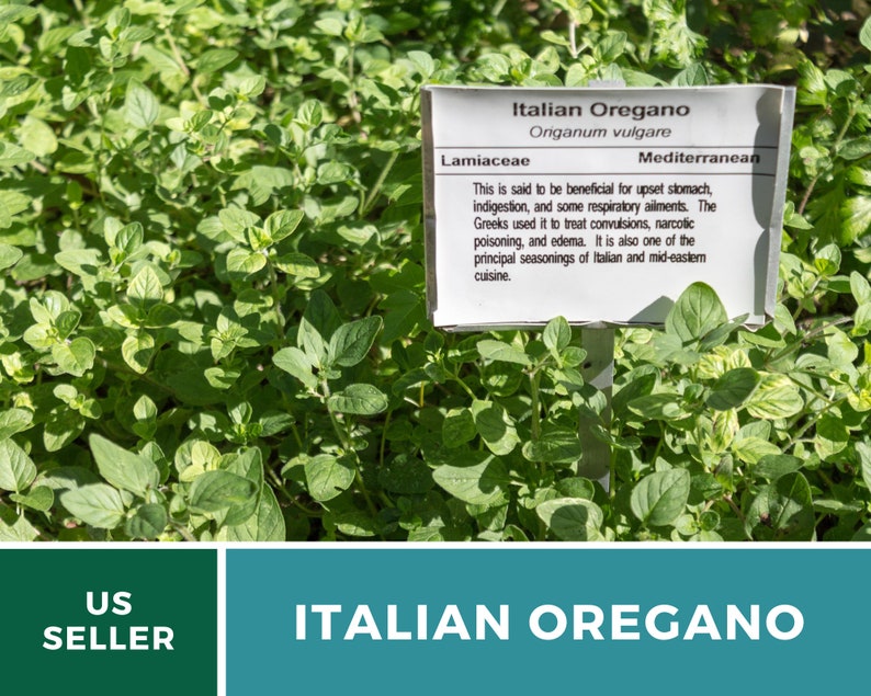 K&ouml;nnte beinhalten: Nahaufnahme einer gr&uuml;nen Pflanze mit einem wei&szlig;en Schild, auf dem steht: "Italienischer Oregano Origanum vulgare Lippenbl&uuml;tler Mittelmeer Es wird gesagt, dass er bei Magenverstimmungen, Verdauungsst&ouml;rungen und einigen Atemwegserkrankungen hilfreich ist. Die Griechen verwendeten ihn zur Behandlung von Kr&auml;mpfen, Vergiftungen durch Bet&auml;ubungsmittel und &Ouml;demen. Er ist auch eines der wichtigsten Gew&uuml;rze der italienischen und orientalischen K&uuml;che."