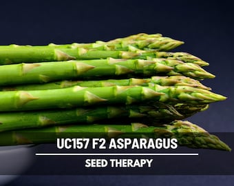 UC157 F2 Asparagus Seeds – High-Yielding, Heat-Tolerant Variety, Produces Uniform Gourmet Spears, Heirloom, Easy to Grow | 50 Seeds
