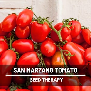 San Marzano Tomato Seeds – Heirloom Vegetable, Indeterminate Plant, Rich and Flavorful, Perfect for Tomato Sauce | 50 Seeds