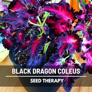 Black Dragon Coleus (Solenostemon scutellarioides) vibrant purple-red foliage with unique ruffled texture, grown indoors - Seed Therapy