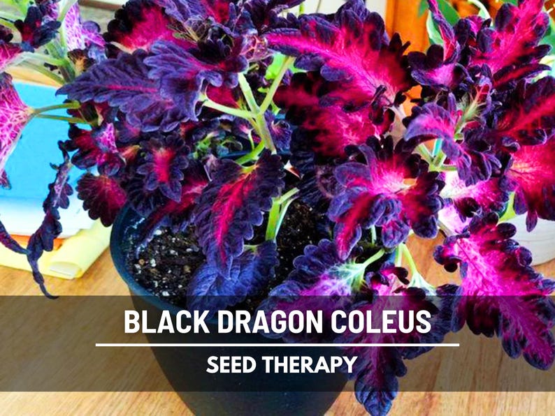 Black Dragon Coleus (Solenostemon scutellarioides) vibrant purple-red foliage with unique ruffled texture, grown indoors - Seed Therapy