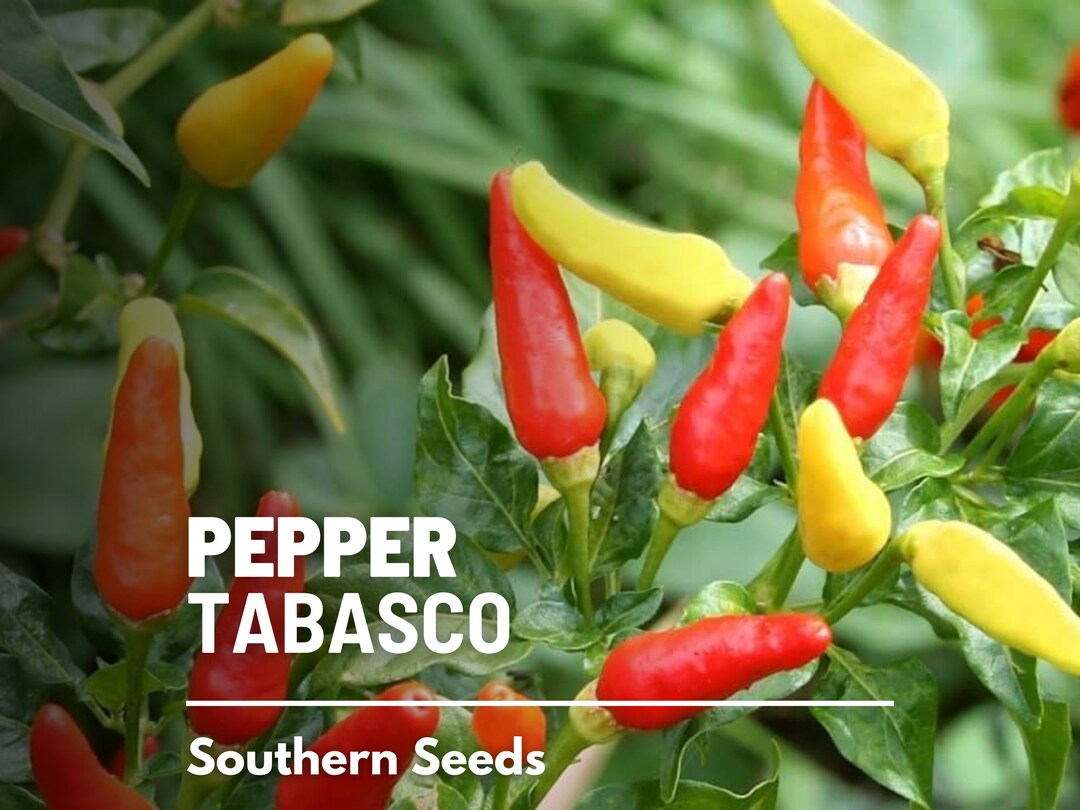 Pepper, Tabasco 50 Seeds Heirloom Vegetable Nongmo Very Spicy Ideal