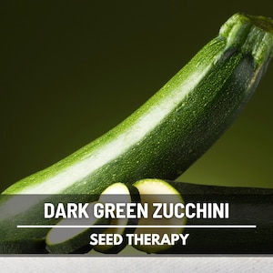 Dark Green Zucchini Seeds – Heirloom, Summer Squash, Open Pollinated, Non-GMO, Easy to Grow, Garden Favorite | 25 Seeds