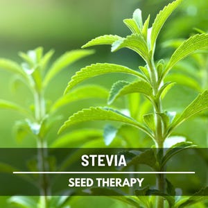Stevia Seeds (Sugar Leaf) – Heirloom Herb, Natural Sweetener, Sugar Alternative, Medicinal Plant, Stevia rebaudiana | 50 Seeds image 3
