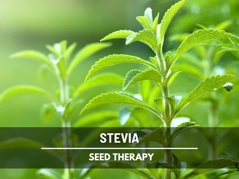 Stevia Seeds (Sugar Leaf) – Heirloom Herb, Natural Sweetener, Sugar Alternative, Medicinal Plant, Stevia rebaudiana | 50 Seeds image 3