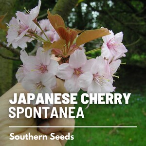 May include: Close-up of a cluster of delicate pink Japanese cherry blossoms, with the text "JAPANESE CHERRY SPONTANEA" and "Southern Seeds" below.