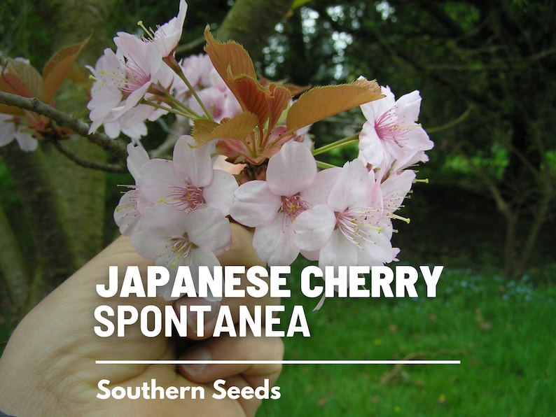 May include: Close-up of a cluster of delicate pink Japanese cherry blossoms, with the text "JAPANESE CHERRY SPONTANEA" and "Southern Seeds" below.