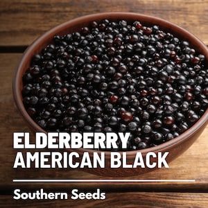 Elderberry, American Black - 50 Seeds - Heirloom Fruit - Non-GMO (Sambucus canadensis)