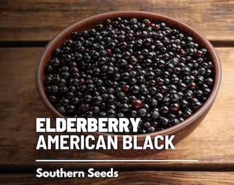 Elderberry, American Black - 50 Seeds - Heirloom Fruit - Non-GMO (Sambucus canadensis)