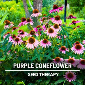 Purple Coneflower (Echinacea purpurea) clump growing in garden bed with tall stems and bright pink flowers - Seed Therapy