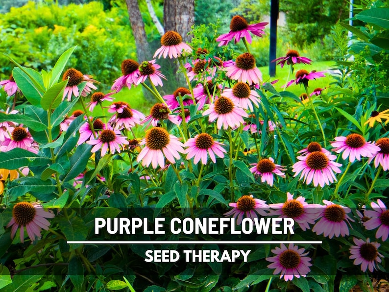 Purple Coneflower (Echinacea purpurea) clump growing in garden bed with tall stems and bright pink flowers - Seed Therapy