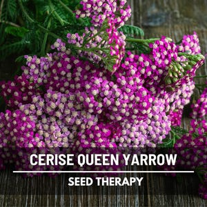 Yarrow Cerise Queen Seeds – Heirloom Medicinal Flower, Vibrant Cerise-Pink Blooms, Attracts Pollinators, Easy to Grow | 50 Seeds