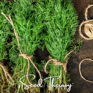 May include: Three bundles of fresh green dill herbs tied with natural brown twine. The vibrant, feathery dill fronds are arranged vertically, and a loose coil of the same twine sits to the right. The white cursive text reads Seed Therapy.