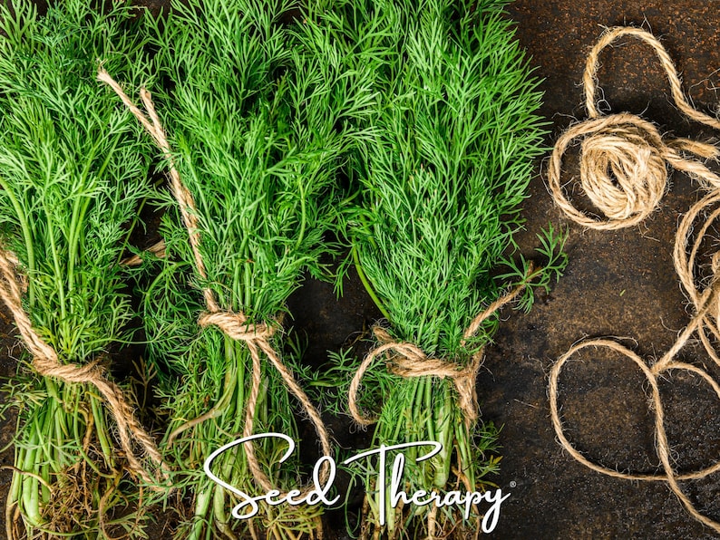 May include: Three bundles of fresh green dill herbs tied with natural brown twine. The vibrant, feathery dill fronds are arranged vertically, and a loose coil of the same twine sits to the right. The white cursive text reads Seed Therapy.